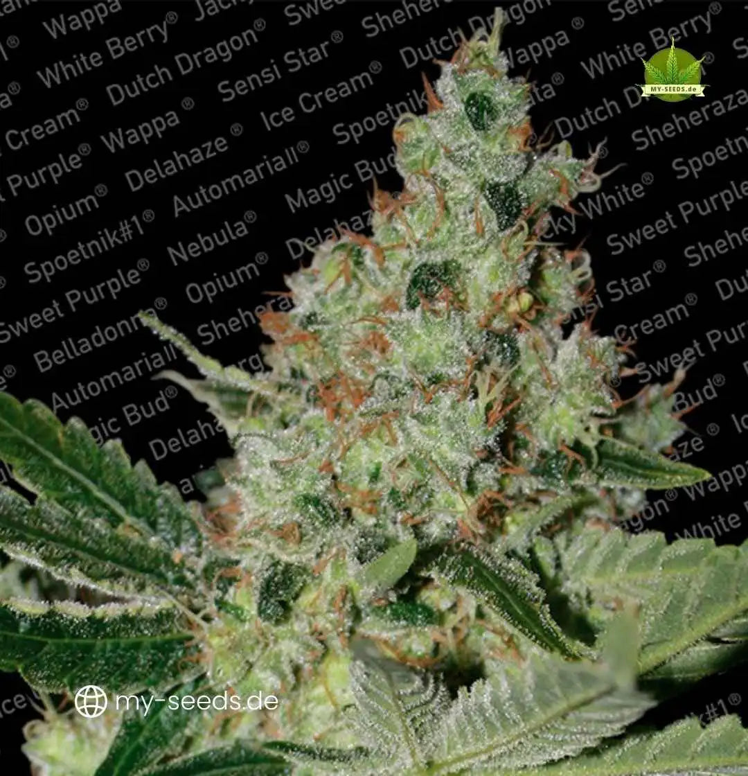 Großer, harzig glänzender Acid Bud mit vielen orangen Blütenhaaren auf schwarzem Sorten-Hintergrund