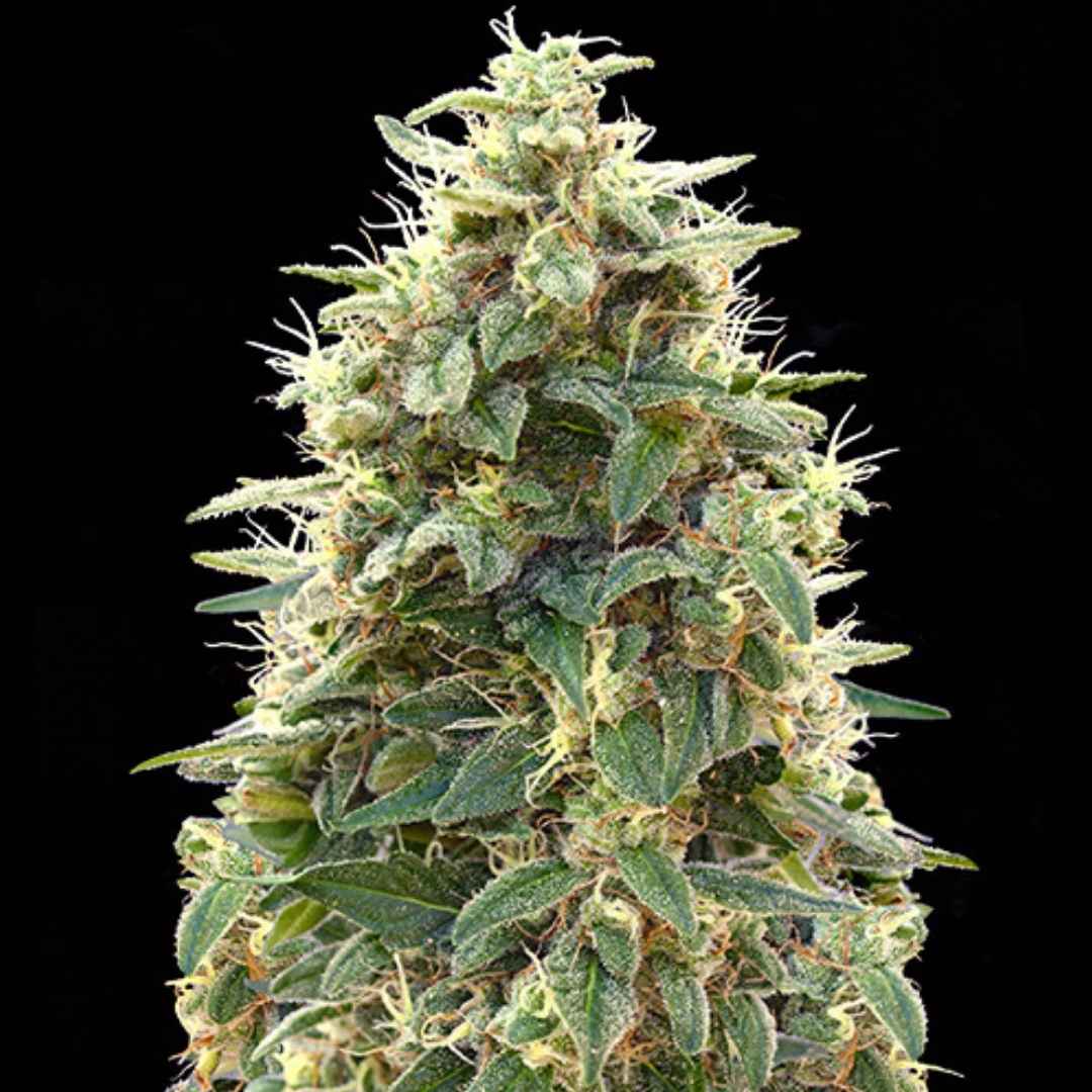 Auto 00 Cheese (00 Seeds) Feminisiert