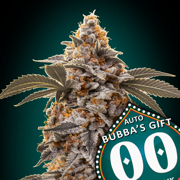 Kompakter, harziger Bud von Auto Bubba's Gift mit violetten Blättern und orangefarbenen Blütenstempeln auf dunklem Hintergrund.