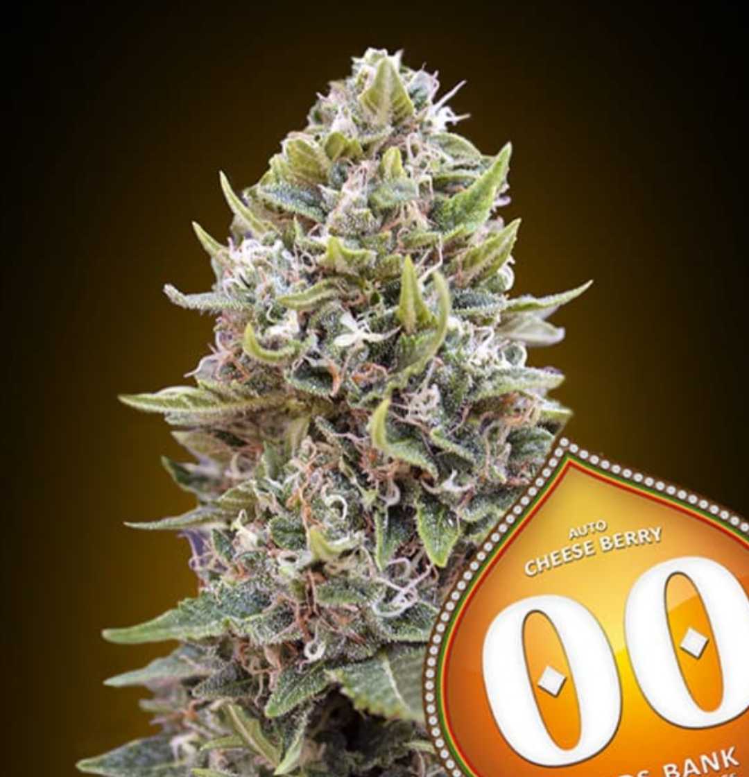 Dichte Auto Cheese Berry Blüte mit harzigen Trichomen, violetten Nuancen und orangefarbenen Blütenstempeln.