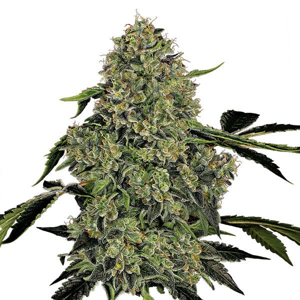 O.g. Kush Automatic (White Label) Feminisiert