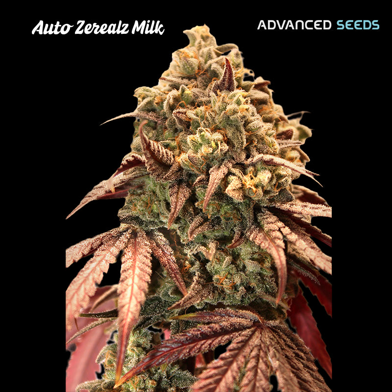 Auto Zerealz Milk (Advanced Seeds) Feminisiert