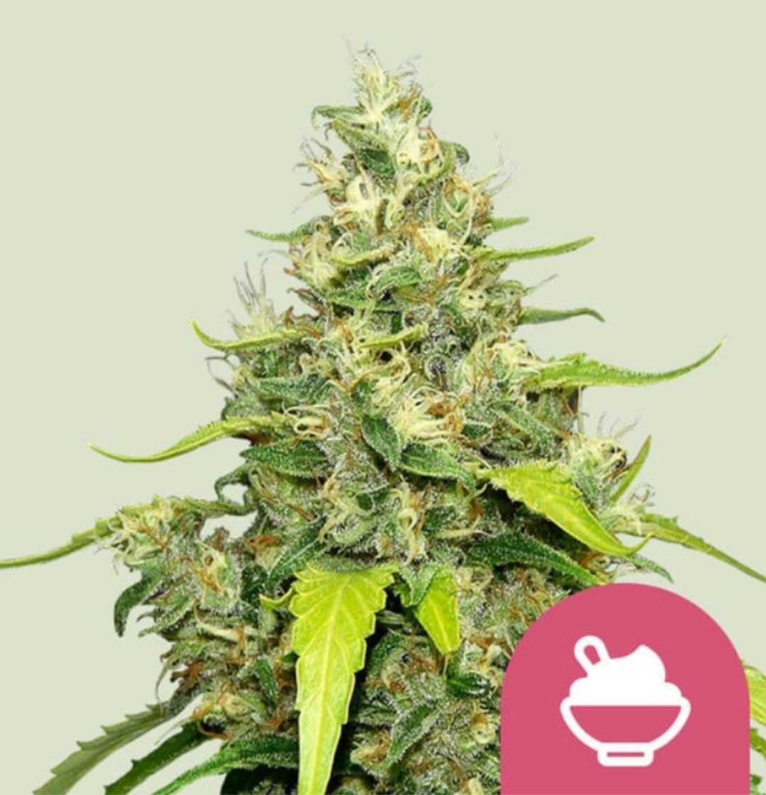 Nahaufnahme einer harzigen Blue Gelato Cannabispflanze mit vielen Trichomen und kräftig grünen Blättern.