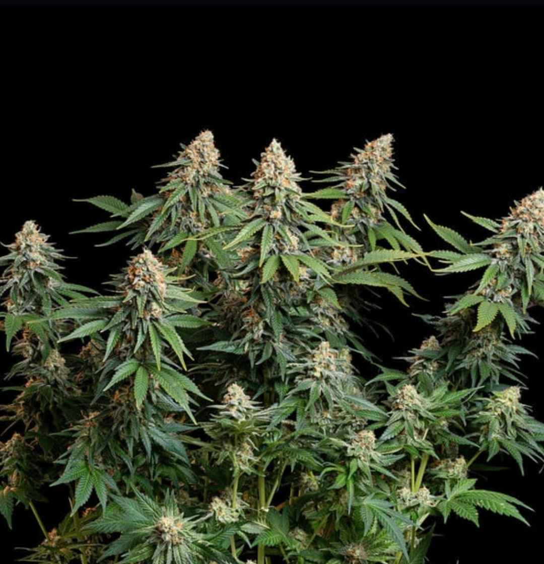 Reife Bubble Kush Pflanze mit vielen kompakten Buds vor schwarzem Hintergrund