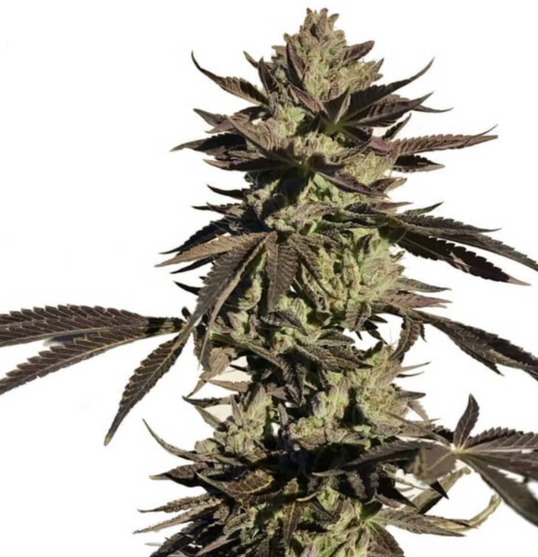 Legendary OG Punch Pflanze mit dunklen Blättern und kompakten Buds in der späten Blütephase.