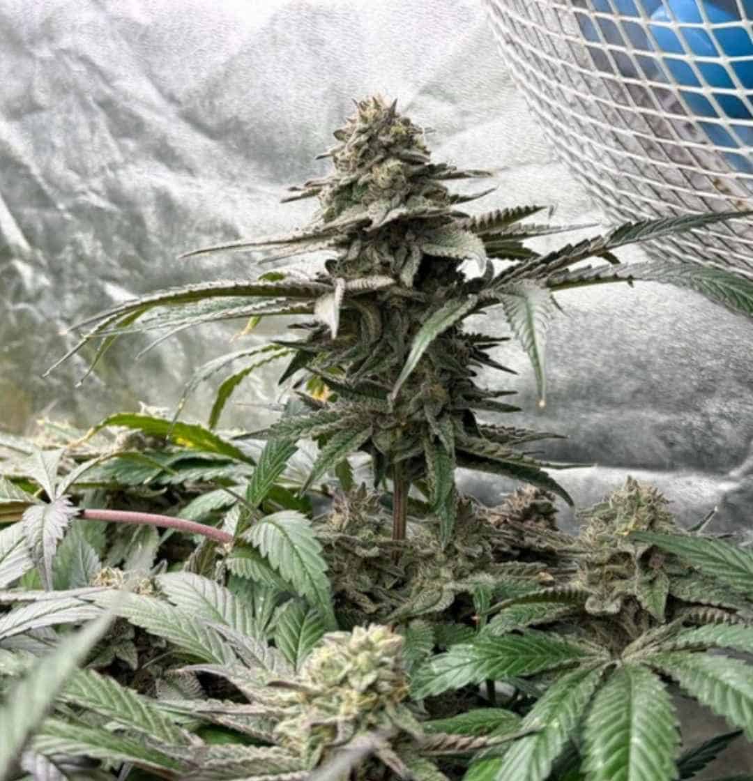 Tropicana Cookies Purple Pflanze im Zelt mit frostiger Hauptblüte und violett-grünen Blättern
