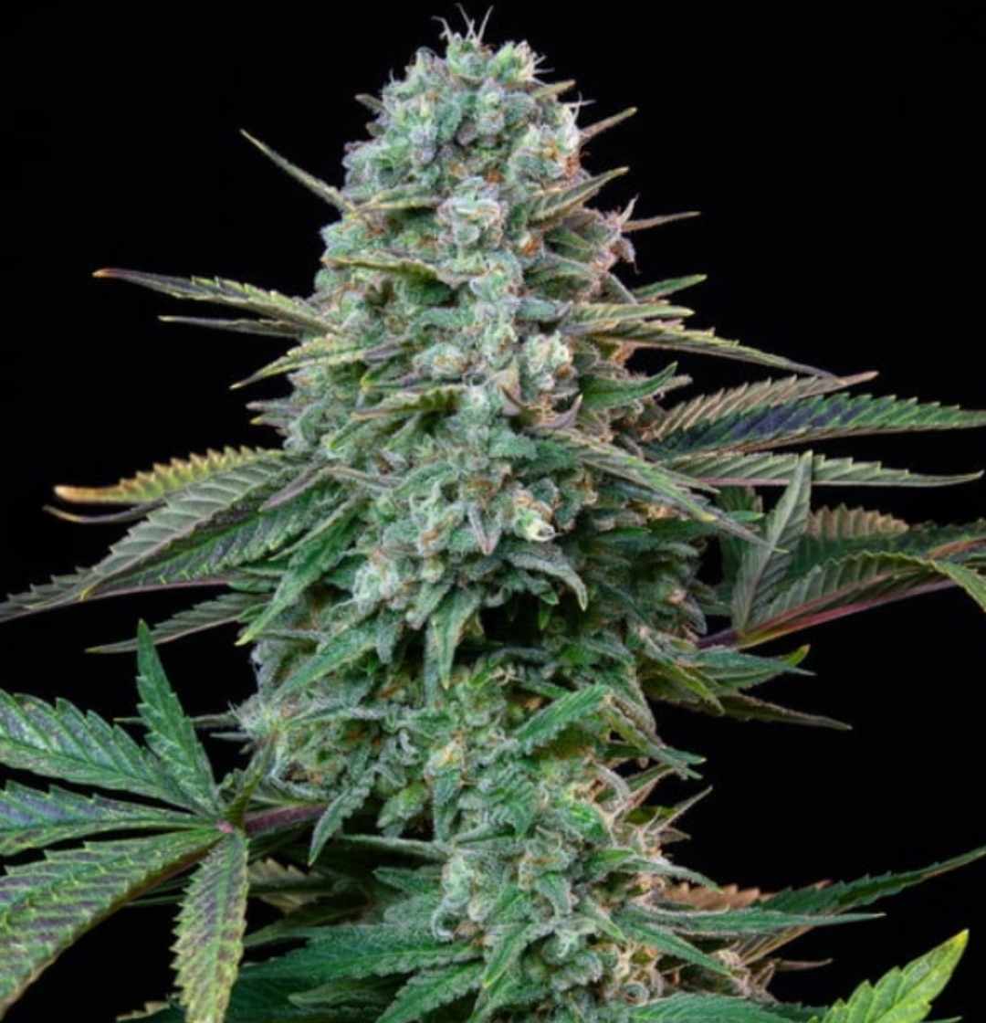 Voll entwickelter Wedding Crasher Cannabis-Strain mit kompakten Buds und dunklem Laub vor schwarzem Hintergrund.