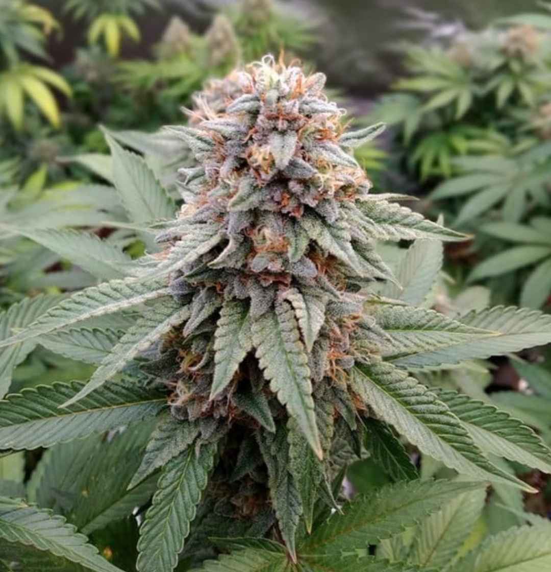 Reife Wedding Gelato Cannabispflanze mit lilafarbenen Nuancen und dickem, kristallbedecktem Hauptbud im Outdoor-Grow