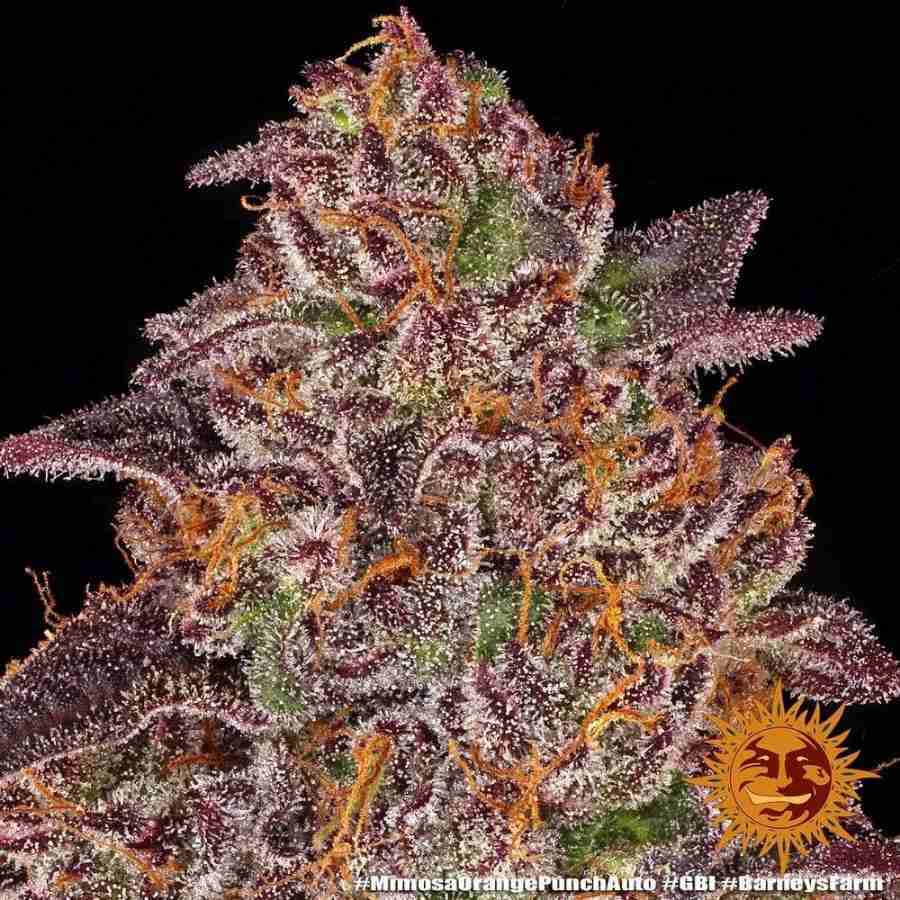 Kompakte Buds der Mimosa x Orange Punch Auto mit orangenen Härchen und frostiger Harzschicht