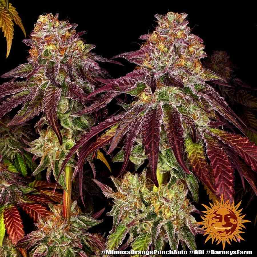 Reife Mimosa x Orange Punch Auto Pflanzen mit violett-grünen Blättern und dichten Buds im Grow-Raum