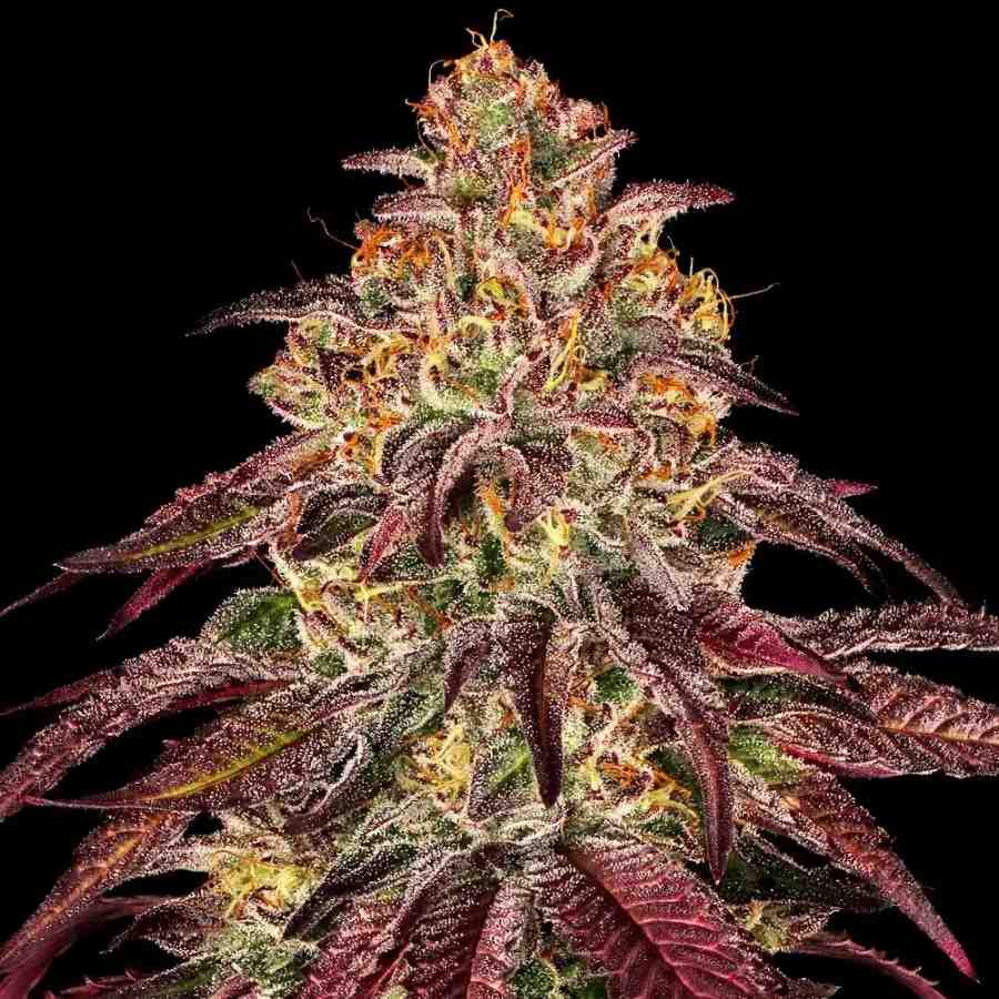 Nahaufnahme einer Mimosa x Orange Punch Auto mit violetten Blättern und dichten Harztrichomen vor schwarzem Hintergrund