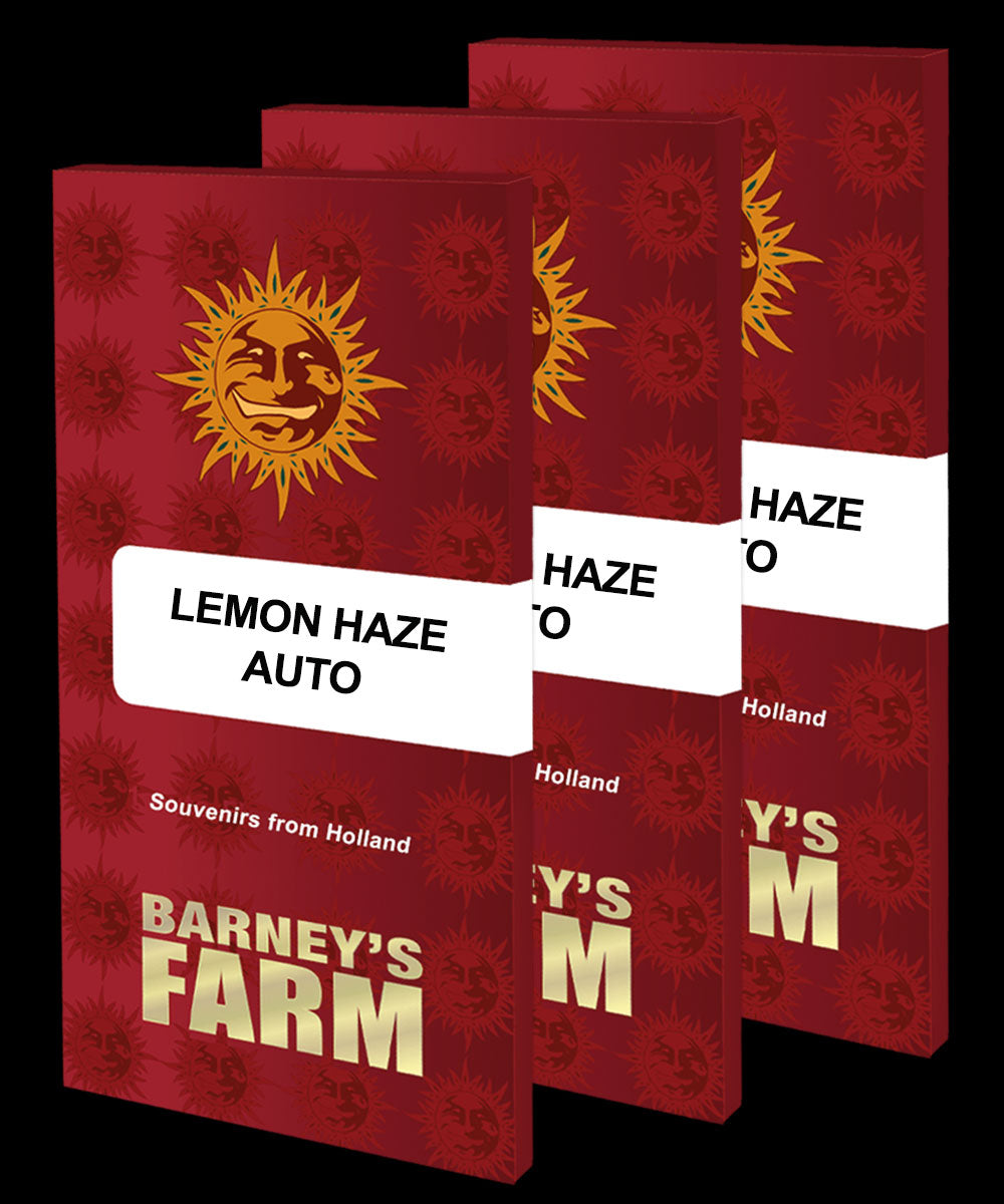 Lemon Haze Auto (Barney's Farm) Feminisiert