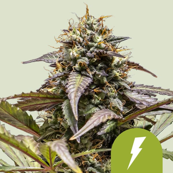 Harzig-grüne Auto North Thunderfuck Blüte mit violetten Zuckerblättern und dichten Trichomen vor hellem Hintergrund