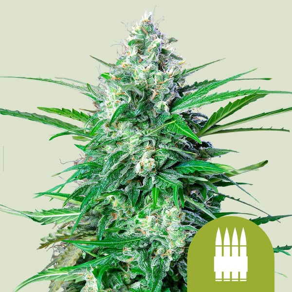 Dicht bewachsene Auto Royal AK mit harzüberzogenen Buds und kräftigen, schmalen Blättern vor hellem Hintergrund