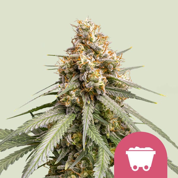Shining Silver Haze (Royal Queen Seeds) Feminisiert