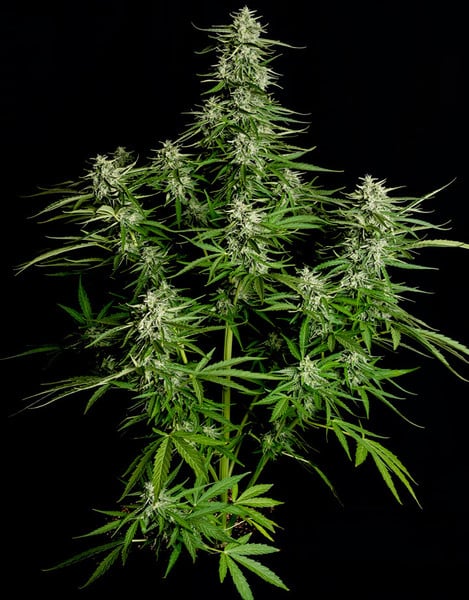 Auto Titan F1 (Royal Queen Seeds) Feminisiert