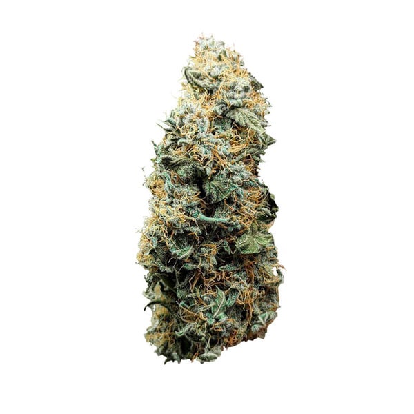 Auto Titan F1 (Royal Queen Seeds) Feminisiert