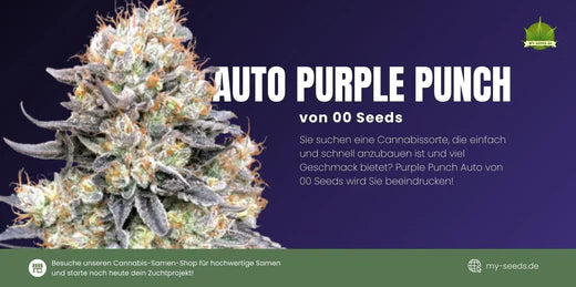 Purple Punch Auto samen Kaufen