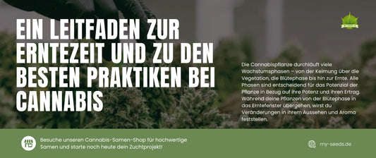 Handpflücken von Cannabis