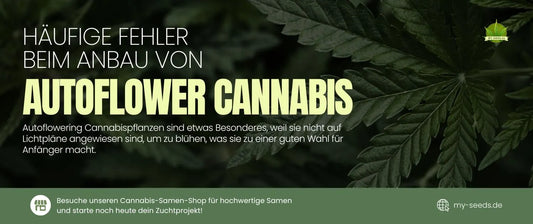 Häufige Fehler beim Anbau von Autoflower Cannabis