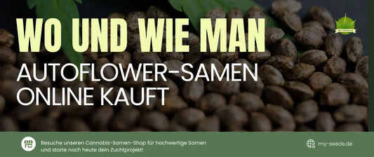 Wenn Sie Cannabis ohne viel Aufhebens anbauen möchten, sind Autoflower-Samen vielleicht genau das Richtige für Sie