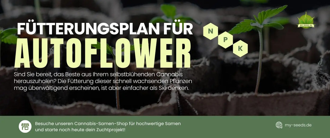 Sind Sie bereit, das Beste aus Ihrem Autoflowering-Cannabis herauszuholen? Die Düngung dieser schnell wachsenden Pflanzen mag überwältigend erscheinen, ist aber einfacher als Sie denken. 