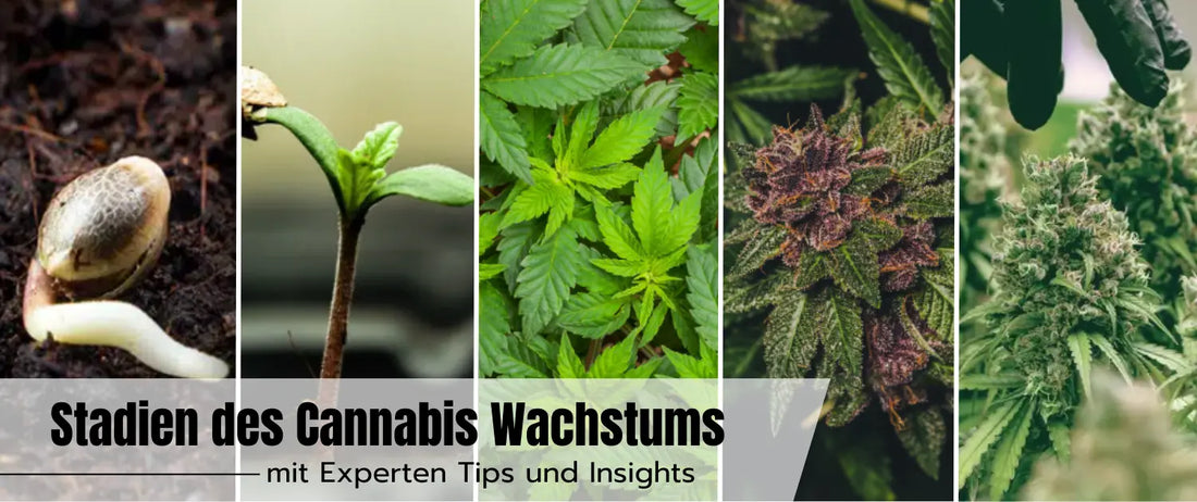 Stadien des Cannabis Wachstums