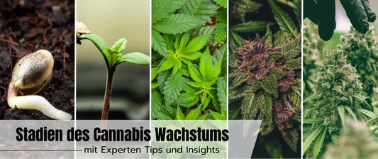 Stadien des Cannabis Wachstums