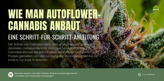 Wie man Autoflower-Cannabis anbaut – Schritt-für-Schritt-Anleitung zum erfolgreichen Anbau von autoflowering Cannabis. Erfahre, wie du schnell und einfach Autoflower-Cannabis von der Keimung bis zur Ernte in nur 8–10 Wochen kultivierst.