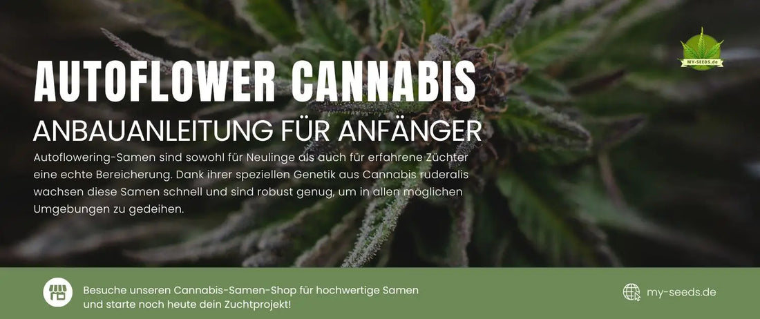 Autoflowering-Samen sind sowohl für Neulinge als auch für erfahrene Züchter eine echte Bereicherung. Dank ihrer speziellen Genetik aus Cannabis ruderalis wachsen diese Samen schnell und sind robust genug, um in allen möglichen Umgebungen zu gedeihen.