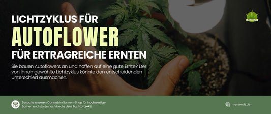 Sie bauen Autoflowers an und hoffen auf eine großartige Ernte? Der von Ihnen gewählte Lichtzyklus könnte den entscheidenden Unterschied ausmachen.