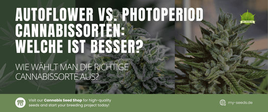 Autoflower vs. Photoperiod Cannabissorten