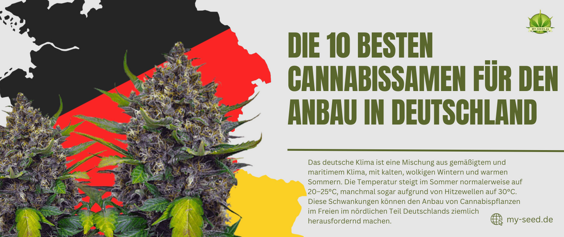 Die 10 besten Cannabissamen für den Anbau in Deutschland