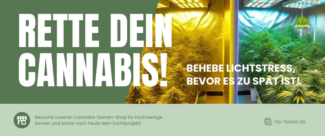 Cannabis-Lichtstress