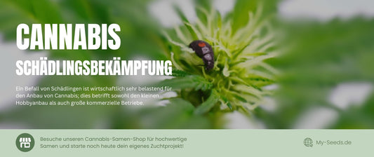 Schädlingsbekämpfung bei Cannabispflanzen