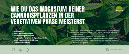 Cannabispflanzen in der vegetativen Phase meisterst