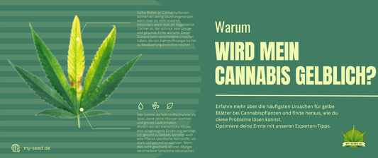 Warum färben sich meine Cannabis Blätter gelblich?  Gründe und Lösungsansätze