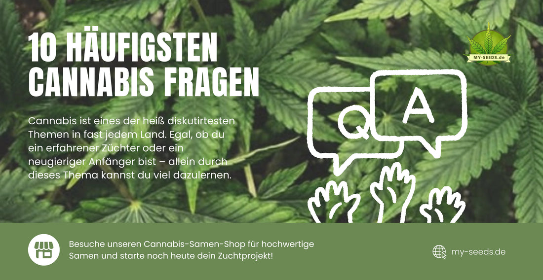 Häufige Fragen zu Cannabis