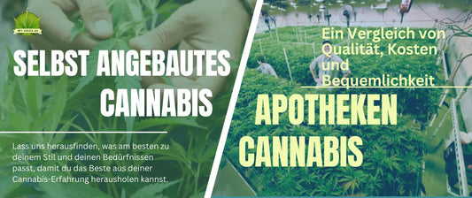 selbst angebautes cannabis VS Apotheken cannabis