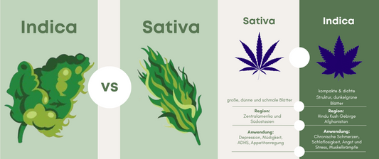 Indica vs Sativa: Was ist der Unterschied?