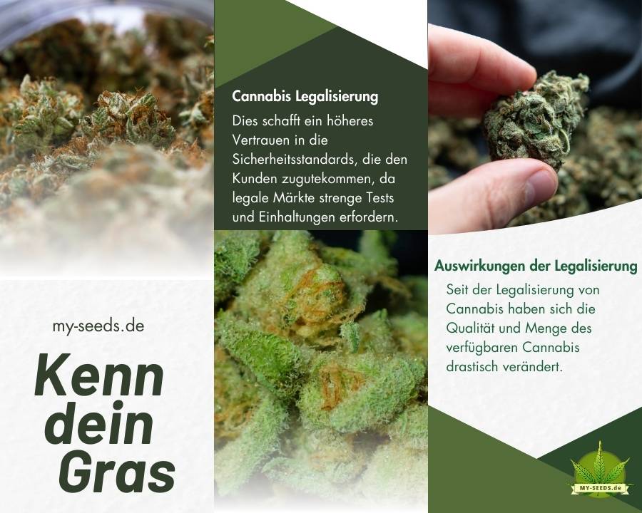 Kenne dein Gras! High-End, Premium, Mittelklasse oder Reggie 😉