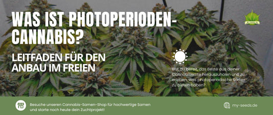 Photoperioden-Cannabis