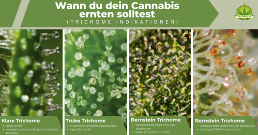 Trichome Ernereife Vergleichsbild