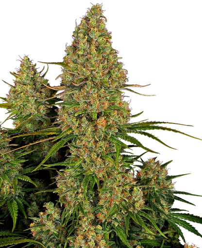 Sticky Orange Automatic Xxl (Sensi Seeds) Feminisiert