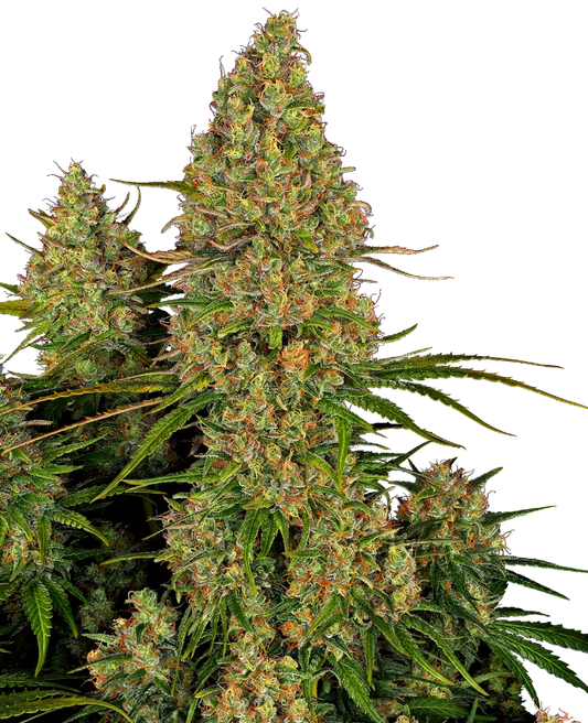 Sticky Orange Automatic Xxl (Sensi Seeds) Feminisiert