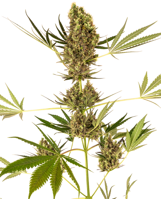 Alpine Delight Cbd Automatic (Sensi Seeds) Feminisiert