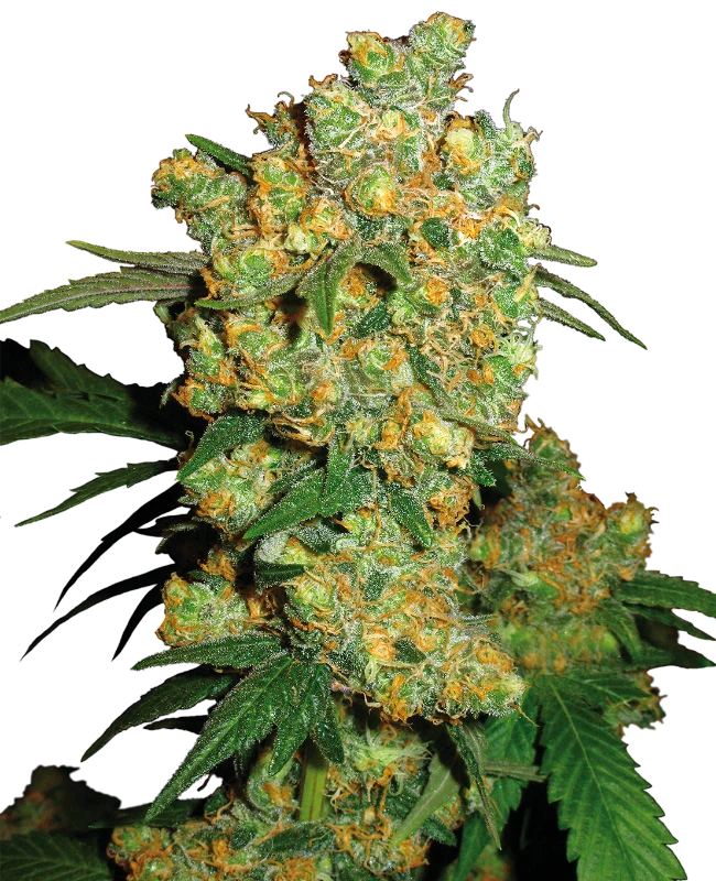 Big Bud (Sensi Seeds) Feminisiert