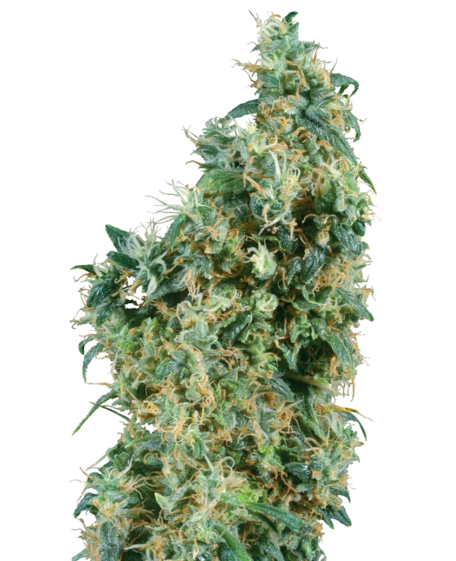 First Lady (Sensi Seeds) Regular