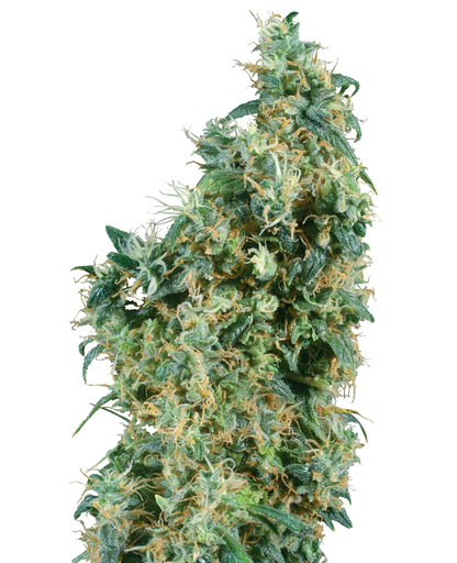 First Lady (Sensi Seeds) Regular