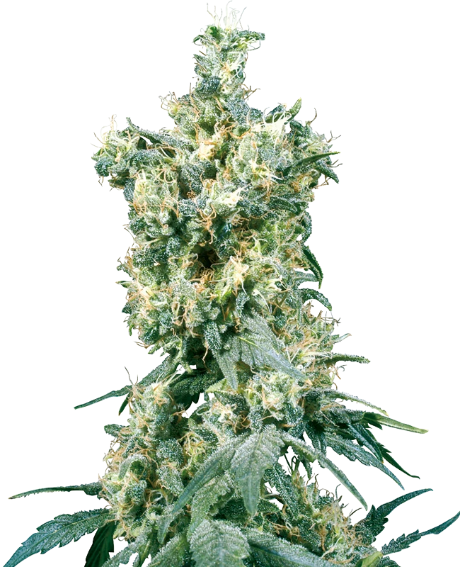 American Dream (Sensi Seeds) Regular